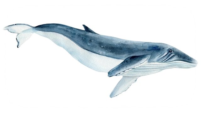 Acuarela de una ballena